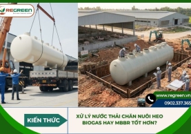 Xử lý nước thải chăn nuôi heo: Biogas hay MBBR tốt hơn?