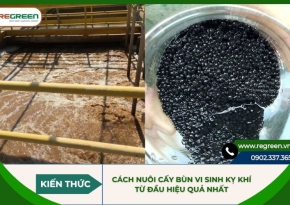 Cách nuôi cấy bùn vi sinh kỵ khí từ đầu hiệu quả nhất