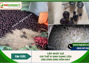 Cập nhật giá giá thể vi sinh dạng cầu D50 D100 D150 hôm nay