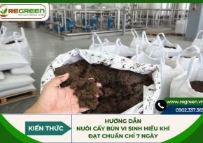 Hướng dẫn nuôi cấy bùn vi sinh hiếu khí đạt chuẩn chỉ 7 ngày