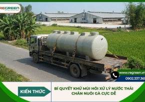 Bí quyết khử mùi hôi xử lý nước thải chăn nuôi gà cực dễ